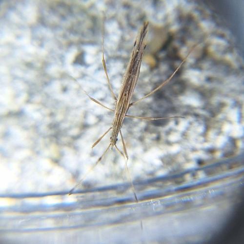 Berytinus hirticornis